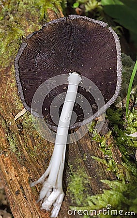 Like other coprinoid mushrooms, Coprinopsis atramentaria has gills that turn black and eventually liquefy, creating an 