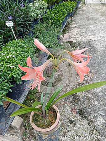 Likeflower, more than you,i love planting, flower off asia,pinkfridaylily Stock Photo