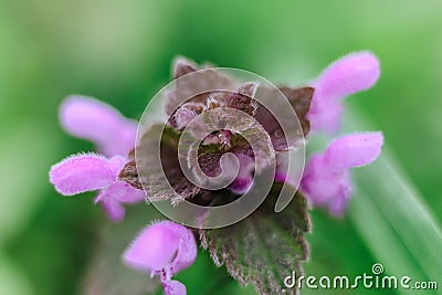 Lila toten purpurea pink wild flower macro Stock Photo