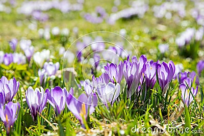 Lila and white Crocus alpine flowers blooming on spring on Alps Stock Photo