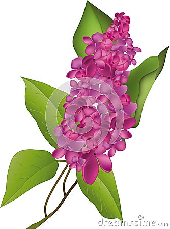 Lilac Vector Illustration