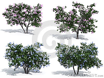 Lilac Stock Photo