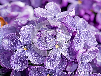 Lilac. Stock Photo