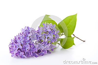 Lilac Stock Photo