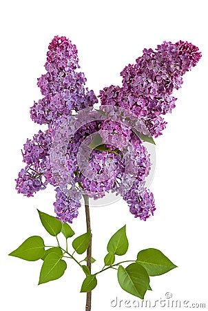 Lilac Stock Photo