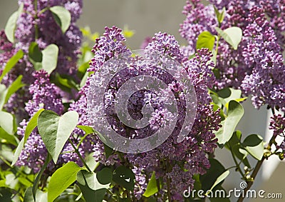 Lilac Stock Photo