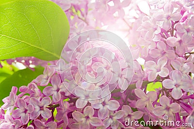 Lilac Stock Photo