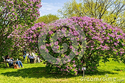 Lilac alley at Montreal Botanical Garden Editorial Stock Photo