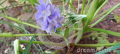 Lilac are a beloved Stock Photo