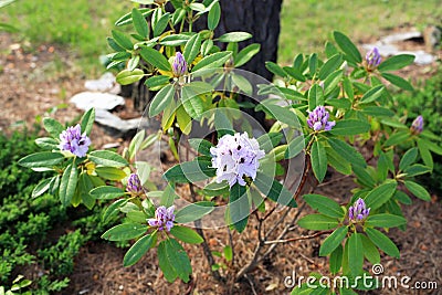 Lilac blooming rhododendron Stock Photo