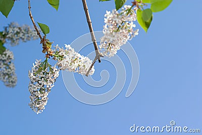 Lilac blossom Stock Photo