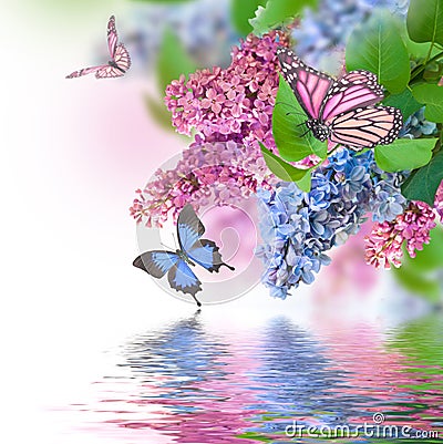 Lilac blue and pink butterfly Stock Photo