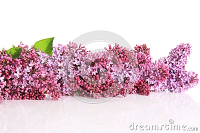 Lilac border Stock Photo