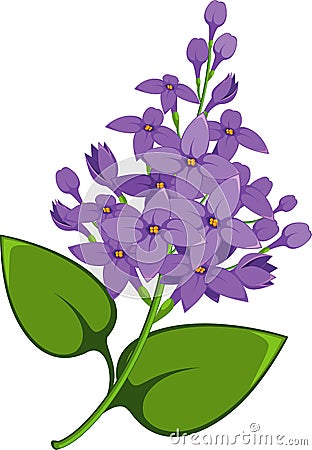 Lilac branch Vector Illustration