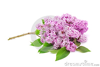 Lilac branch Stock Photo