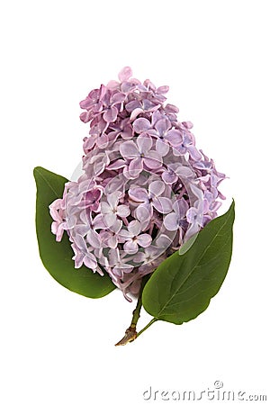 Lilac branch Stock Photo