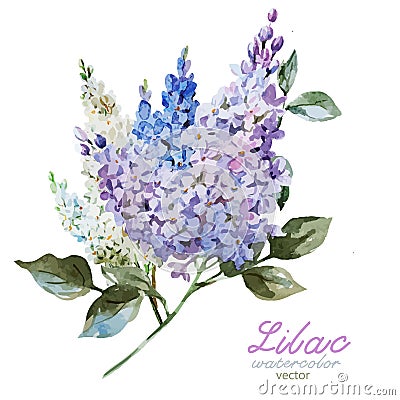 Lilac branch Vector Illustration