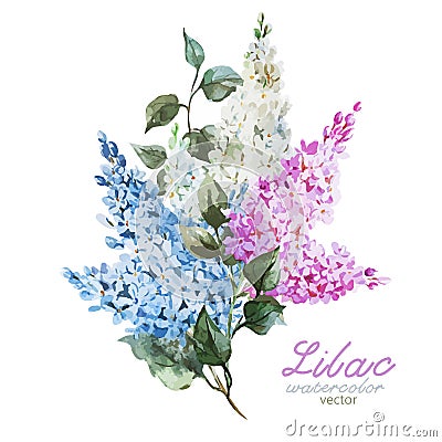 Lilac branch Vector Illustration