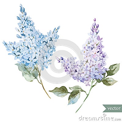 Lilac branch Vector Illustration