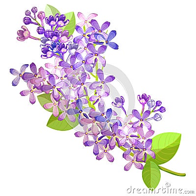 Lilac branch flowers of blooming spring Vector illustration Vector Illustration
