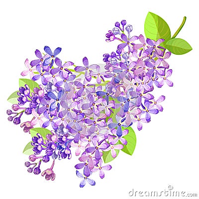 Lilac branch flowers blooming spring. Vector illustration Vector Illustration
