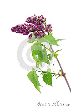 Lilac branch isolated on white background Stock Photo