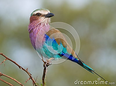 Lilac-breasted Roller Stock Photo