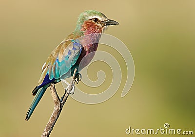 Lilac-breasted roller Stock Photo