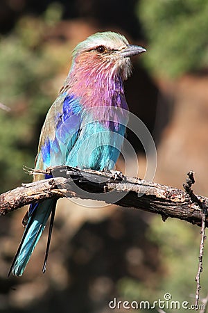 Lilac-breasted Roller Stock Photo