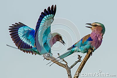 Lilac-breasted Roller Aerobatics Stock Photo