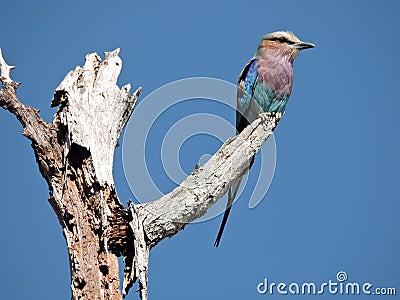 Lilac Breasted Roller bird Stock Photo