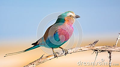 Africa Bird - Lilac breasted roller colorful bird standing on the tree branch in Namibia Stock Photo