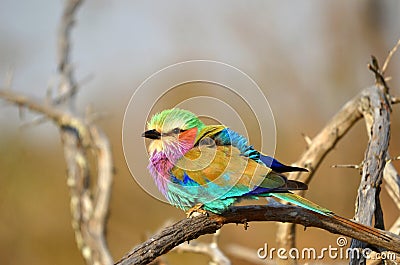 Lilac-Breasted Roller (Coracias caudata) Stock Photo