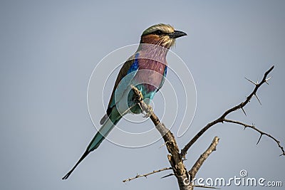 The lilac-breasted roller, Coracias caudatus, is an African bird of the roller family, Coraciidae, Southern Africa. Stock Photo