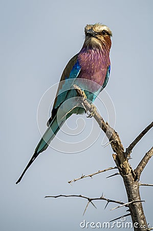 The lilac-breasted roller, Coracias caudatus, is an African bird of the roller family, Coraciidae, Southern Africa. Stock Photo
