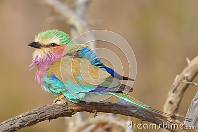 Lilac-breasted Roller (Coracias caudatus) Stock Photo