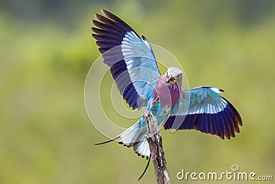 Lilac-breasted roller in Kruger National park, South Africa Stock Photo