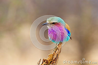 Lilac Breasted Roller Perched Stock Photo