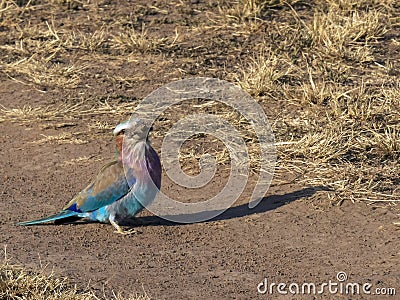 A lilac-breasted roller swallowing lizard in masai mara Stock Photo