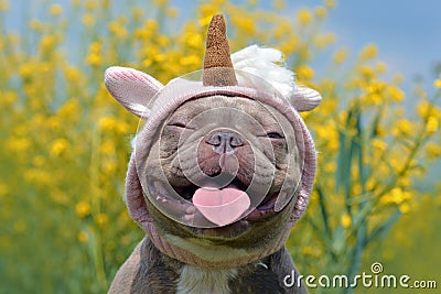 Lilac brindle colored French Bulldog dog with funny pink unicorn hat, closed eyes and tongue sticking out on blurry yellow flower Stock Photo