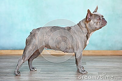 Lilac brindle French Bulldog dog Stock Photo