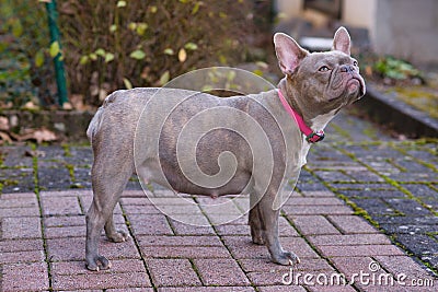 Lilac brindle French Bulldog dog pregnant for 8 weeks with big belly Stock Photo