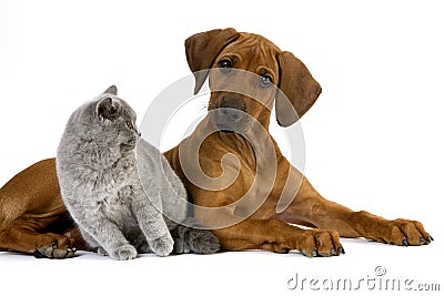Lilac British Shorthair Male Domestic Cat and Rhodesian Ridgeback, 3 Months old Pup Stock Photo