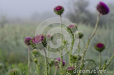 Lilac buds Carduus. Morning foggy field. Selective focus. Blur around the edges Stock Photo
