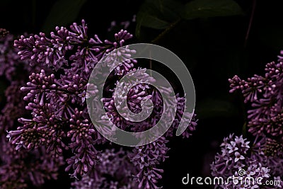 Lilac with buds and purple flowers on a black background. Spring photo Stock Photo