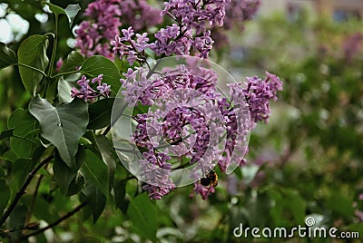 Lilac and bumblebee, pink lilac, insect and flowers, spring photography, spring vibes, spring flowers Stock Photo