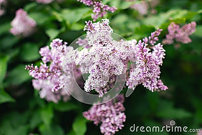 Lilac bush on the background of greenery. Seasonal photos, summer nature photos. Stock Photo