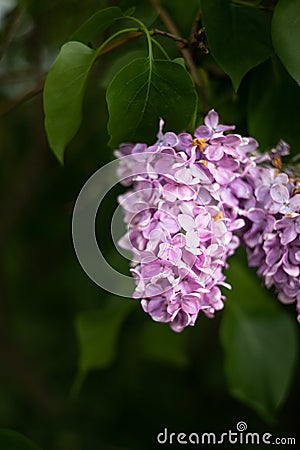 Lilac bush on the background of greenery. Seasonal photos, summer nature photos. Stock Photo