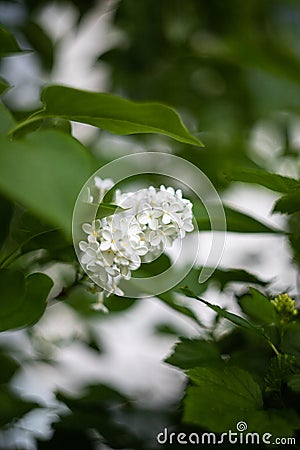 Lilac bush on the background of greenery. Seasonal photos, summer nature photos. Stock Photo