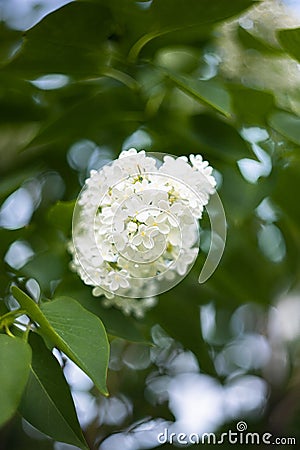 Lilac bush on the background of greenery. Seasonal photos, summer nature photos. Stock Photo